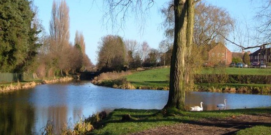 swans on the water at shrewsbury & newport canal basin