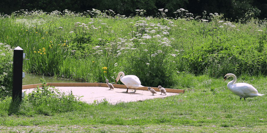 Swans at Caen Hill