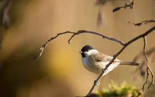 A small bird with a black cap, small beak, white collar, and light brown body perches on a branch.