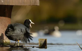 Coot standing by litter