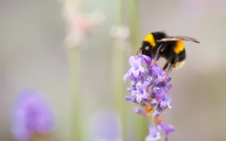 A buff-tailed bumblebee with two yellow bands and a white tail with buff markings feeds on pollen from a purple flower