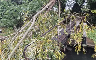 Fallen Tree Obstructing Lock 8 Aylesbury Arm