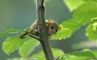 A dormouse with small, round ears and black eyes scampers up a tree branch.