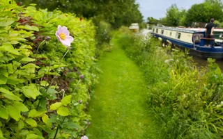 A hedgerow on the Montgomery Canal