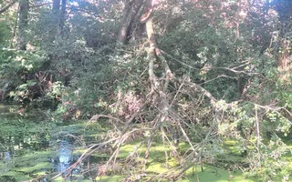 Near Bridge 13, Dickens Heath