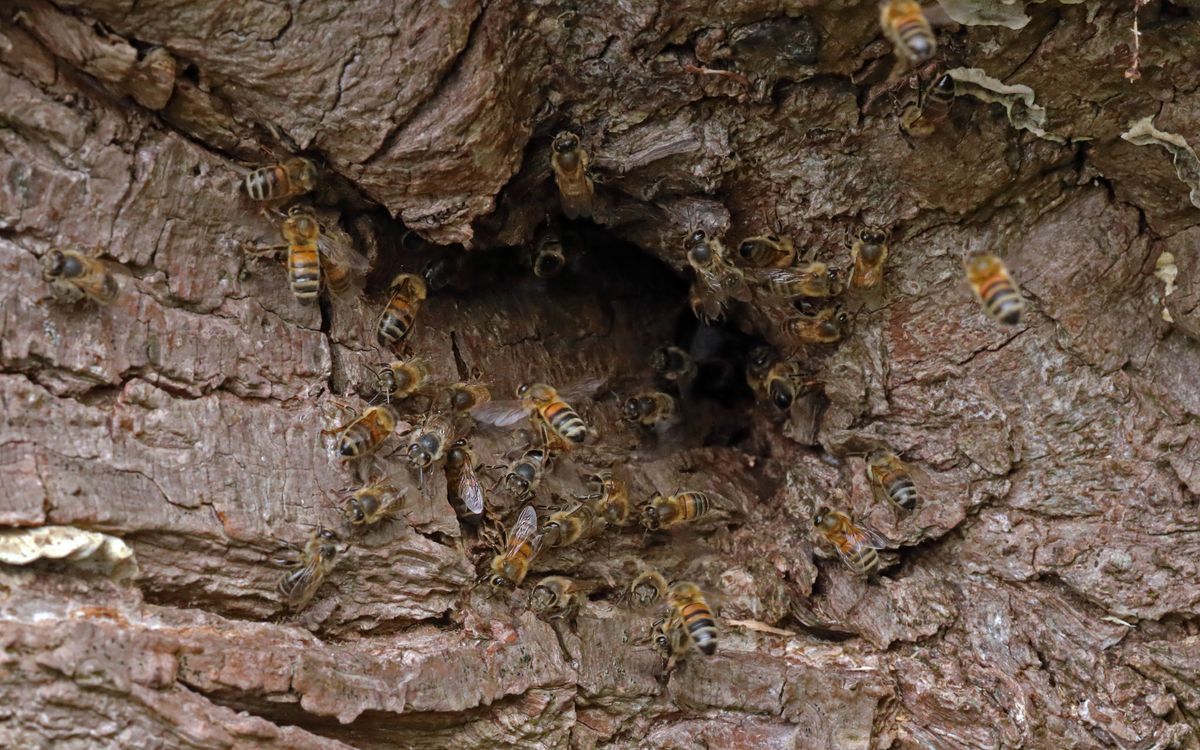 Honey bee | canal wildlife