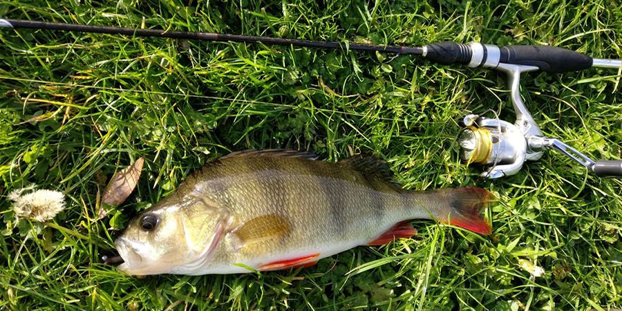 Lure fishing for perch UK