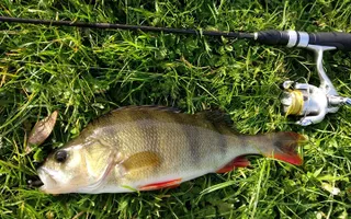 Perch caught on the lure by David Sippitts