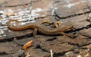 A young smooth newt with brown colouring rests on wood on dry land.