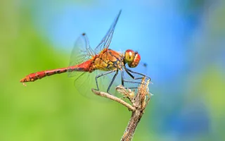 A ruddy darter dragonfly with a bright red and orange body and large eyes perches on a stick.