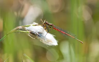 A red damselfly perches on a white fluffy plant.