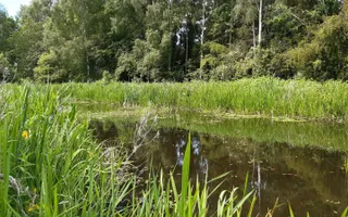 Wide shot of a pond a green plants around it