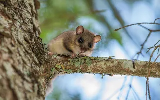 A dormouse on a branch looking down at the camera