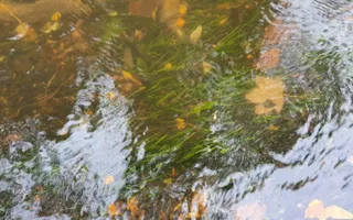Luronium natans in the Montgomery Canal