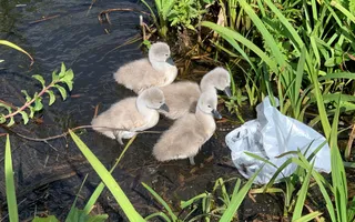 Cygnets swimming next to plastic rubbish in the water