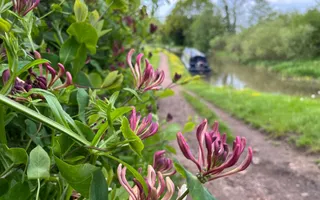 Honeysuckle by the canal