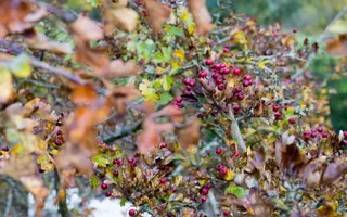 Red berries among golden-brown leaves.