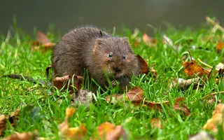A small, furry brown water vole with short ears, small hands, and a hairless tail crawls through grass and leaves.