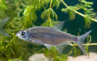 A silvery fish swims amid greenery deep in the water.
