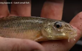 Learn to fish next steps part 6 - Catch small fish