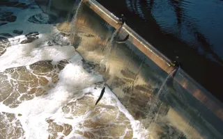 Fish jumping at Tees Barrage