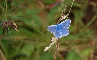 A male common blue butterfly, bright blue with brown lining around the wingtips and a white fringe.
