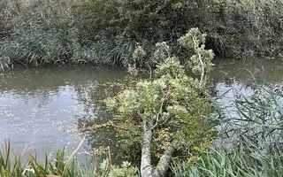 Fallen tree