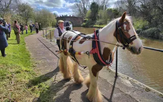 Working horse next to a canal