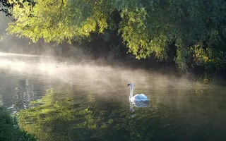 Swan on misty canal