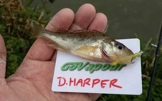Ruffe on a lure