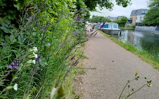 Wild flowers along a towpath by the canal