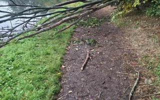 Fallen tree