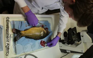 Testing carp in a laboratory for signs of KHV