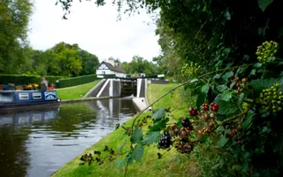 Blackberries hanging from brambles in front of a deep lock and moored narrowboat on the canal.