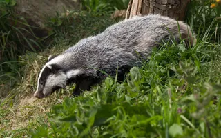 Less vegetation in winter means badgers are easier to see by our canals