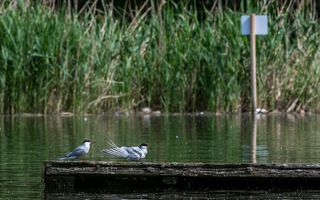 Terns standing on a plank of wood floating on water
