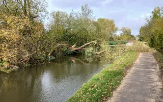 tree blocking navigation