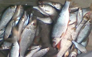 Fish caught on the Llangollen Canal