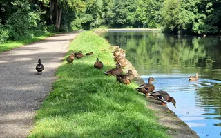 Ducks on the towpath and in the water