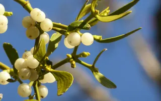 Bright white berries grow amid round green leaves.