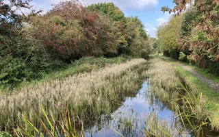 Overgrown canal
