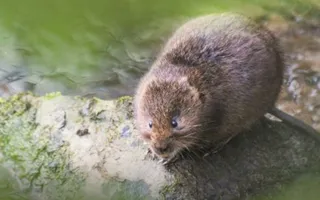 A water vole sits on a mossy rock on the canal