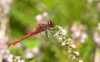 A red ruddy darter dragonfly with blood-red eyes perches on a pink flower