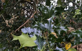 Holly leaves with a light dusting of frost on a cold winter's day.