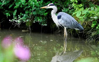 Heron stands in shallow water, surrounded by bushes on the canal bank.