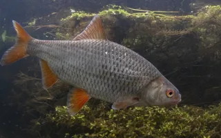 Roach, Courtesy of Jack Perks