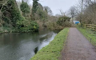 Tree at Brierley Bridge