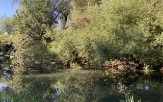 Offside vegetation on the River Stort
