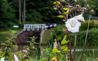 A flower on the canal