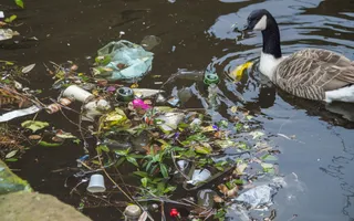 Goose with litter - Rochdale Canal
